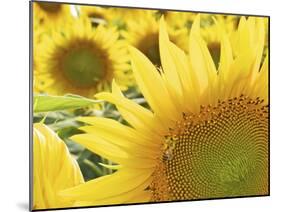 Summer Sunflowers in Tuscany, Italy-Michele Molinari-Mounted Photographic Print