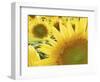 Summer Sunflowers in Tuscany, Italy-Michele Molinari-Framed Photographic Print