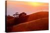 Summer Sunset Mount Tam Hills, Pacific Ocean, California-Vincent James-Stretched Canvas