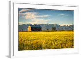 Summer Sunset with an Old Barn and a Rye Field in Rural Montana with Rocky Mountains in the Backgro-Nick Fox-Framed Photographic Print