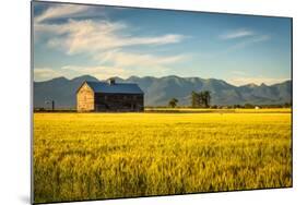 Summer Sunset with an Old Barn and a Rye Field in Rural Montana with Rocky Mountains in the Backgro-Nick Fox-Mounted Photographic Print