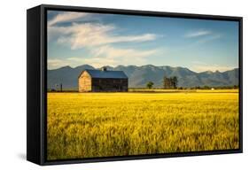 Summer Sunset with an Old Barn and a Rye Field in Rural Montana with Rocky Mountains in the Backgro-Nick Fox-Framed Stretched Canvas