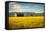 Summer Sunset with an Old Barn and a Rye Field in Rural Montana with Rocky Mountains in the Backgro-Nick Fox-Framed Stretched Canvas