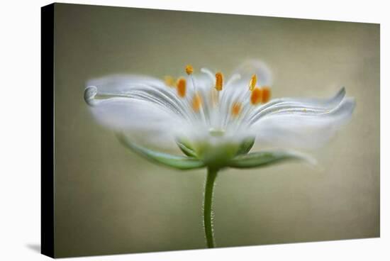 Summer Swirl-Mandy Disher-Stretched Canvas