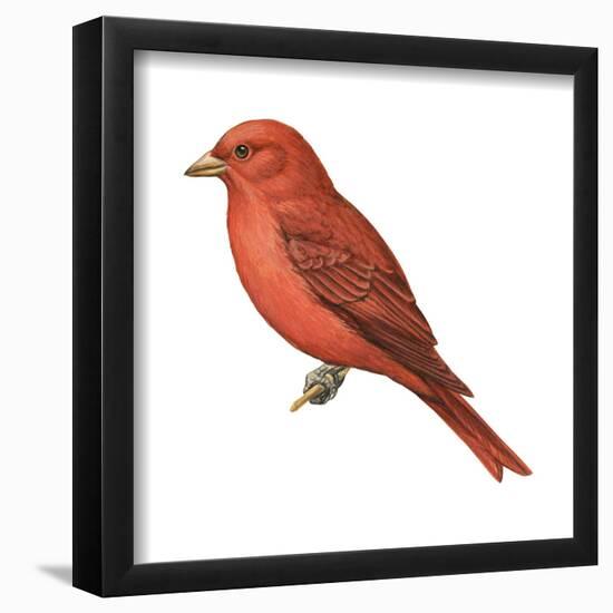 Summer Tanager (Piranga Rubra), Birds-Encyclopaedia Britannica-Framed Poster