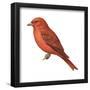 Summer Tanager (Piranga Rubra), Birds-Encyclopaedia Britannica-Framed Poster
