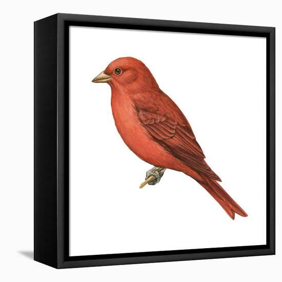 Summer Tanager (Piranga Rubra), Birds-Encyclopaedia Britannica-Framed Stretched Canvas