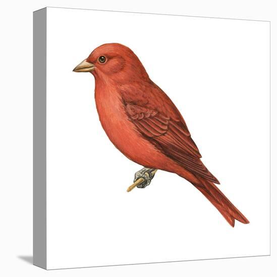 Summer Tanager (Piranga Rubra), Birds-Encyclopaedia Britannica-Stretched Canvas