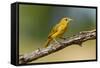 Summer Tanager (Piranga Rubra) Female Perched, Texas, USA-Larry Ditto-Framed Stretched Canvas