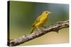 Summer Tanager (Piranga Rubra) Female Perched, Texas, USA-Larry Ditto-Stretched Canvas