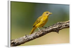 Summer Tanager (Piranga Rubra) Female Perched, Texas, USA-Larry Ditto-Framed Photographic Print