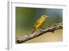 Summer Tanager (Piranga Rubra) Female Perched, Texas, USA-Larry Ditto-Framed Photographic Print