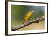 Summer Tanager (Piranga Rubra) Female Perched, Texas, USA-Larry Ditto-Framed Photographic Print