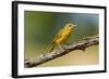 Summer Tanager (Piranga Rubra) Female Perched, Texas, USA-Larry Ditto-Framed Photographic Print