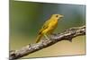Summer Tanager (Piranga Rubra) Female Perched, Texas, USA-Larry Ditto-Mounted Photographic Print