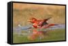 Summer Tanager (Piranga Rubra) Male Bathing, Texas, USA-Larry Ditto-Framed Stretched Canvas