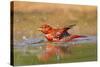 Summer Tanager (Piranga Rubra) Male Bathing, Texas, USA-Larry Ditto-Stretched Canvas