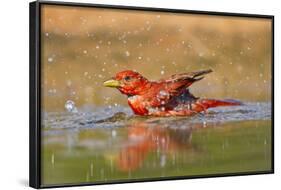 Summer Tanager (Piranga Rubra) Male Bathing, Texas, USA-Larry Ditto-Framed Photographic Print