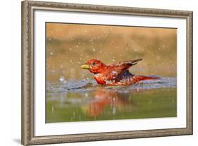 Summer Tanager (Piranga Rubra) Male Bathing, Texas, USA-Larry Ditto-Framed Photographic Print