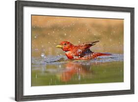 Summer Tanager (Piranga Rubra) Male Bathing, Texas, USA-Larry Ditto-Framed Photographic Print