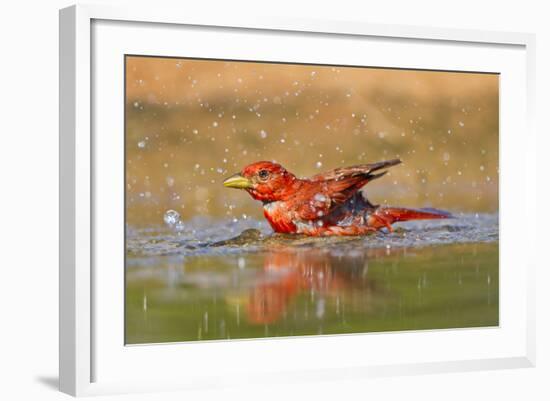 Summer Tanager (Piranga Rubra) Male Bathing, Texas, USA-Larry Ditto-Framed Photographic Print