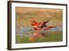 Summer Tanager (Piranga Rubra) Male Bathing, Texas, USA-Larry Ditto-Framed Photographic Print