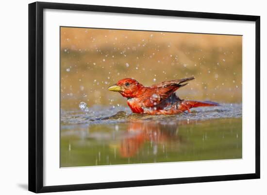 Summer Tanager (Piranga Rubra) Male Bathing, Texas, USA-Larry Ditto-Framed Photographic Print