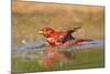 Summer Tanager (Piranga Rubra) Male Bathing, Texas, USA-Larry Ditto-Mounted Photographic Print