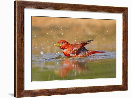 Summer Tanager (Piranga Rubra) Male Bathing, Texas, USA-Larry Ditto-Framed Photographic Print