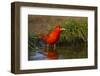 Summer Tanager (Piranga Rubra) Male Bathing-Larry Ditto-Framed Photographic Print