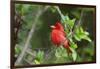 Summer Tanager (Piranga rubra) perched-Larry Ditto-Framed Photographic Print