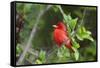 Summer Tanager (Piranga rubra) perched-Larry Ditto-Framed Stretched Canvas