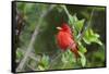 Summer Tanager (Piranga rubra) perched-Larry Ditto-Framed Stretched Canvas