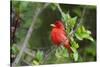 Summer Tanager (Piranga rubra) perched-Larry Ditto-Stretched Canvas