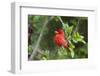 Summer Tanager (Piranga rubra) perched-Larry Ditto-Framed Photographic Print