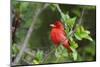 Summer Tanager (Piranga rubra) perched-Larry Ditto-Mounted Photographic Print