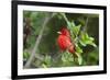 Summer Tanager (Piranga rubra) perched-Larry Ditto-Framed Photographic Print