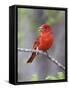 Summer Tanager, Texas, USA-Larry Ditto-Framed Stretched Canvas