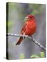 Summer Tanager, Texas, USA-Larry Ditto-Stretched Canvas