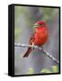 Summer Tanager, Texas, USA-Larry Ditto-Framed Stretched Canvas