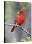 Summer Tanager, Texas, USA-Larry Ditto-Stretched Canvas