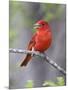 Summer Tanager, Texas, USA-Larry Ditto-Mounted Premium Photographic Print