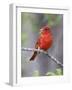 Summer Tanager, Texas, USA-Larry Ditto-Framed Photographic Print