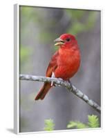 Summer Tanager, Texas, USA-Larry Ditto-Framed Photographic Print