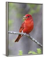 Summer Tanager, Texas, USA-Larry Ditto-Framed Photographic Print