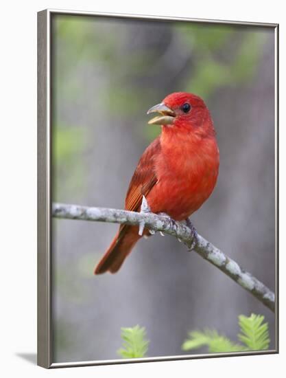 Summer Tanager, Texas, USA-Larry Ditto-Framed Photographic Print