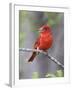 Summer Tanager, Texas, USA-Larry Ditto-Framed Photographic Print