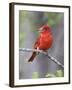 Summer Tanager, Texas, USA-Larry Ditto-Framed Photographic Print