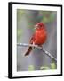 Summer Tanager, Texas, USA-Larry Ditto-Framed Photographic Print