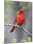 Summer Tanager, Texas, USA-Larry Ditto-Mounted Photographic Print